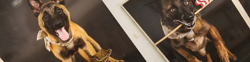 posters posters with dogs
